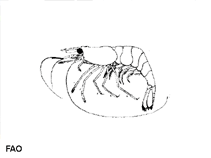 Image of Palaemonetes varians (Atlantic ditch shrimp)