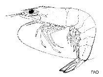 Image of Penaeus indicus (Indian white prawn)