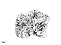 Image of Pectinia lactuca (Lettuce coral)