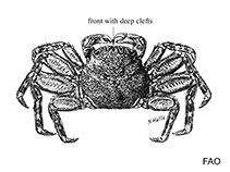 Image of Percnon affine (Blue-eyed rock crab)