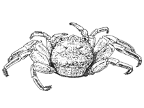 Image of Plagusia squamosa (Tuberculated light-foot crab)
