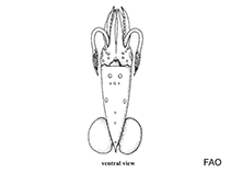 Pyroteuthidae