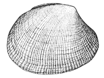 Image of Ruditapes philippinarum (Japanese carpet shell)