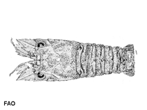 Image of Remiarctus bertholdii (Two-spot locust lobster)