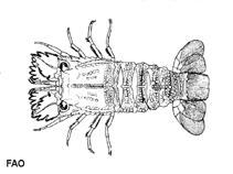 Image of Scyllarus caparti 