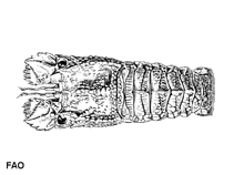 Image of Eduarctus martensii (Striated locust lobster)