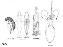 Image of Sepia andreana (Andrea cuttlefish)
