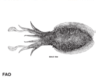 Image of Sepia bertheloti (African cuttlefish)