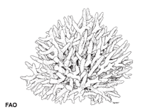 Image of Seriatopora caliendrum (Birdsnest coral)