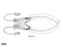 Image of Sepia elegans (Elegant cuttlefish)