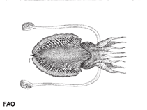 Image of Sepia prashadi (Hooded cuttlefish)