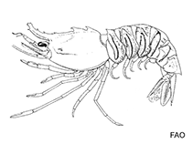 Image of Sicyonia galeata (Tufted rock shrimp)