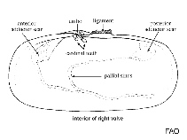 Solecurtidae