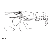 Image of Solenocera pectinata (Comb shrimp)
