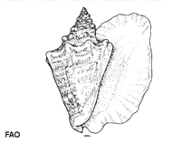 Image of Aliger gigas (Pink conch)