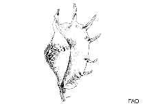 Image of Strombus persicus (Persian conch)