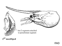 Image of Stylodactylus libratus 