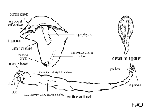 Teredo navalis, Naval shipworm