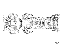 Image of Heterosquilloides insignis 