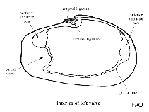 Thraciidae