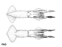 Image of Todaropsis eblanae (Lesser flying squid)