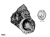 Image of Turbo castanea (Chestnut turban)