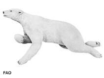 Image of Ursus maritimus (Polar bear)