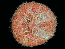 Image of Abatus agassizii 