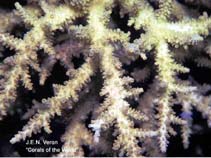 Image of Acropora akajimensis 