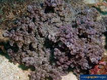 Image of Actinodendron arboreum 