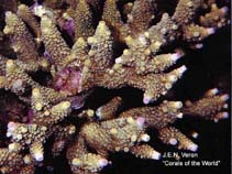Image of Acropora aspera (Green staghorn coral)