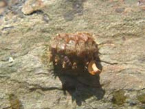 Image of Acanthochitona crinita 