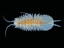 Image of Acanthaspidia drygalskii 