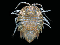 Image of Acutiserolis gerlachei 