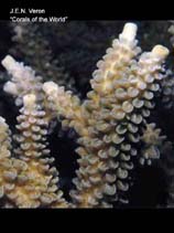 Image of Acropora hoeksemai 