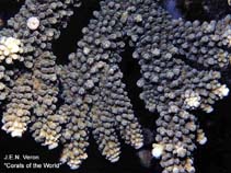 Image of Acropora abrotanoides 