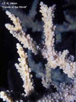 Image of Acropora meridiana 