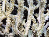 Image of Acropora mirabilis 