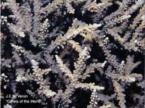 Image of Acropora proximalis 