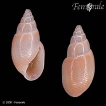 Image of Rictaxis punctostriatus (Pitted baby-bubble)