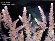 Image of Acropora rufa 