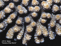 Image of Acropora sarmentosa (Blue sarmentosa)