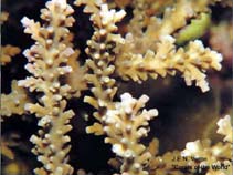 Image of Acropora sekiseiensis 