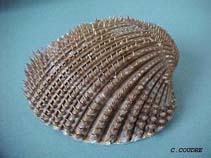 Image of Acanthocardia spinosa (Sand cockle)