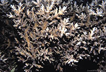 Image of Acropora subglabra 