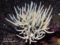 Image of Acropora suharsonoi 