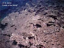 Image of Acropora tanegashimensis 