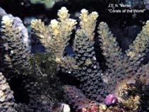 Image of Acropora variolosa 