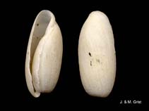 Image of Mnestia arachis 