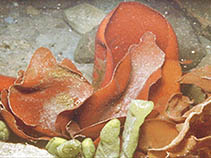 Image of Adenocystis utricularis (Adenocystis)